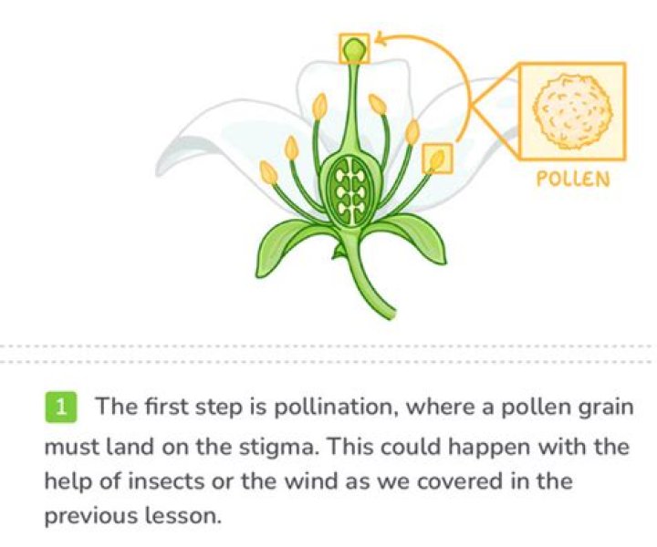 how does pollen reach the egg