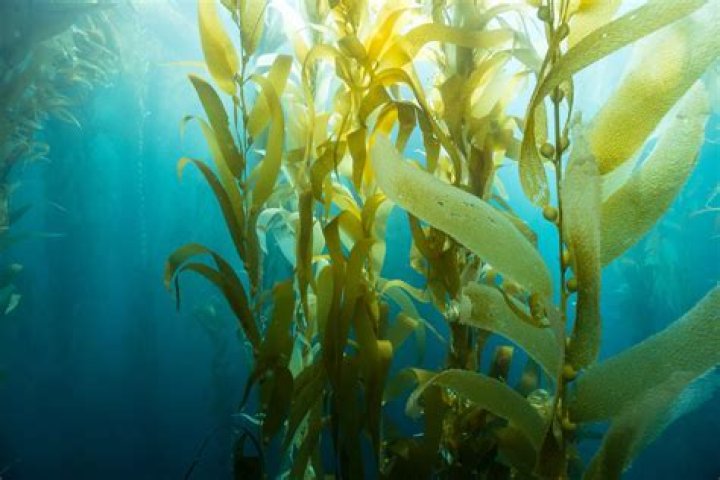 how does seaweed adapt to its environment