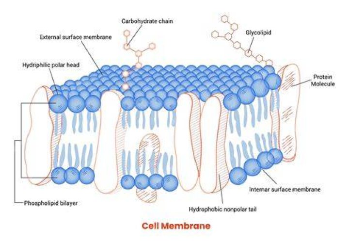 how does the cell membrane interact with other organelles