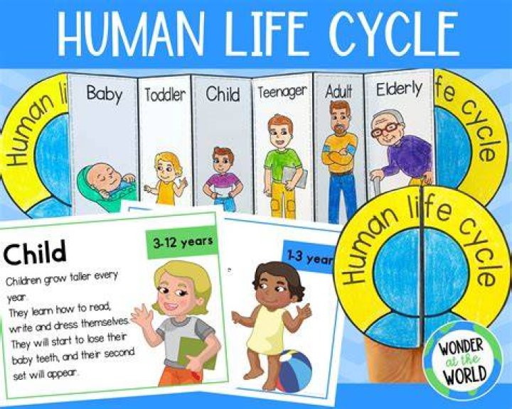 how does the life cycle of a star compare to that of a human?