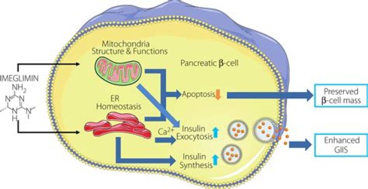 how does the nucleus maintain homeostasis