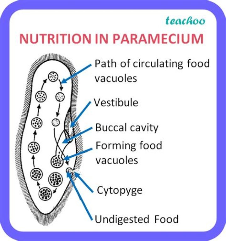 how does the paramecium obtain food