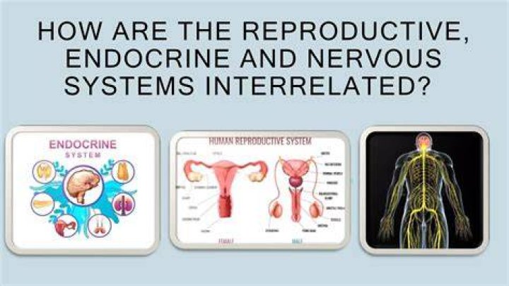 how does the reproductive system work with the nervous system