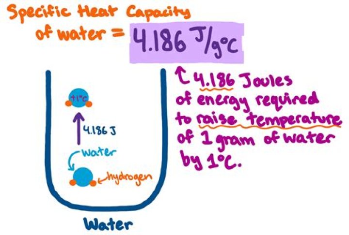 how does the specific heat of water influence biological systems