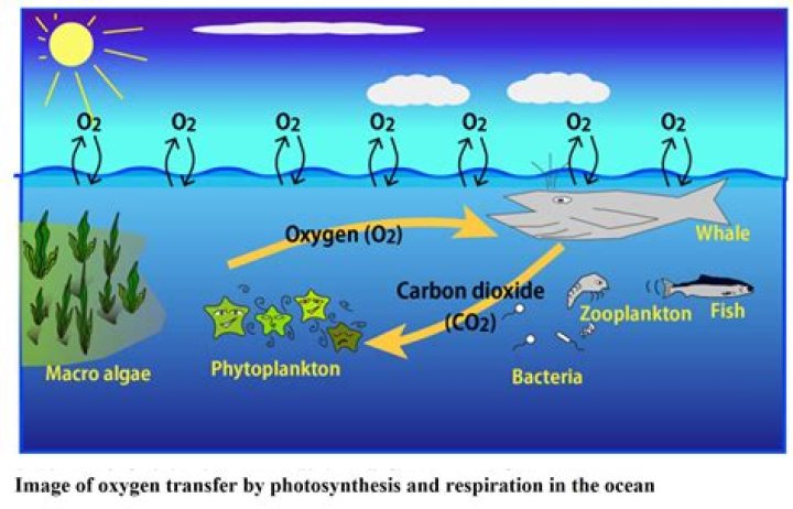 how does the squid obtain oxygen from the water