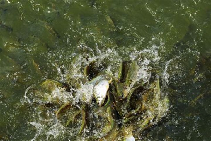 how does tides affect fishing