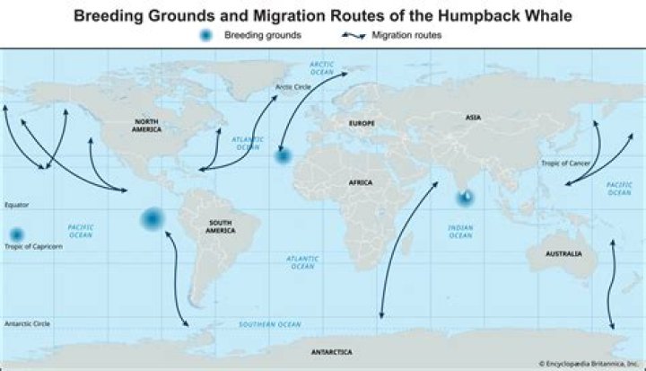 how far do whales travel