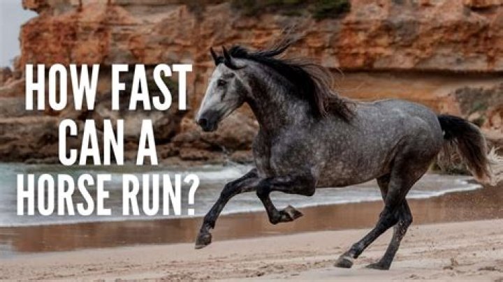 how fast can a mongoose run