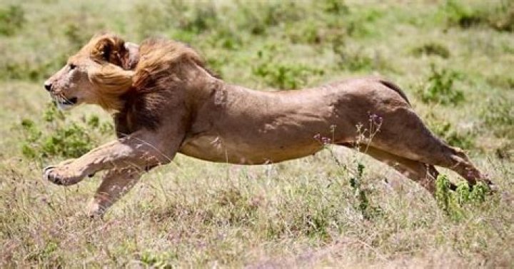 how fast can lions run