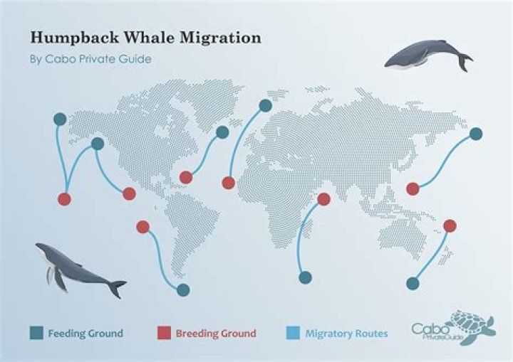 how fast do humpback whales swim