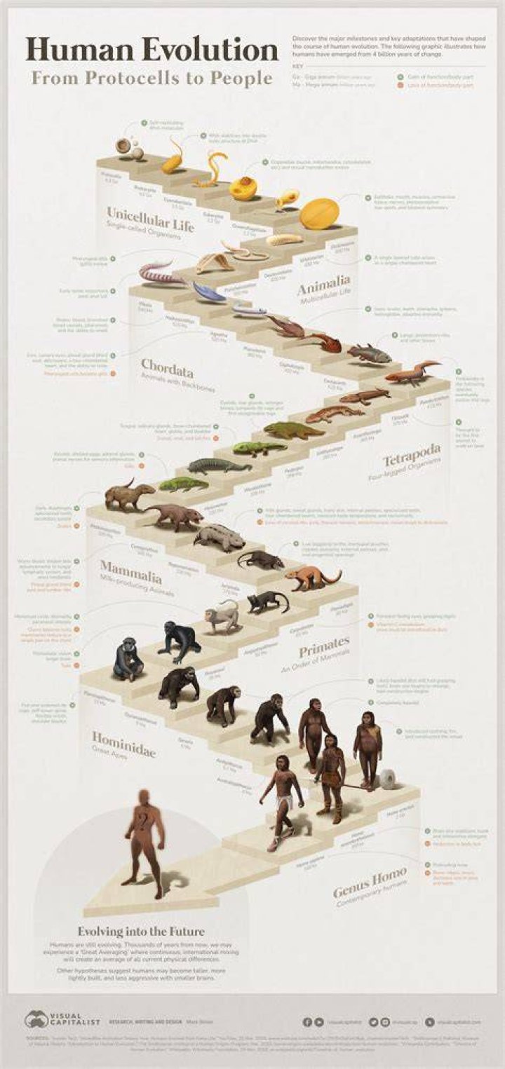 how have tools impacted the evolution of man