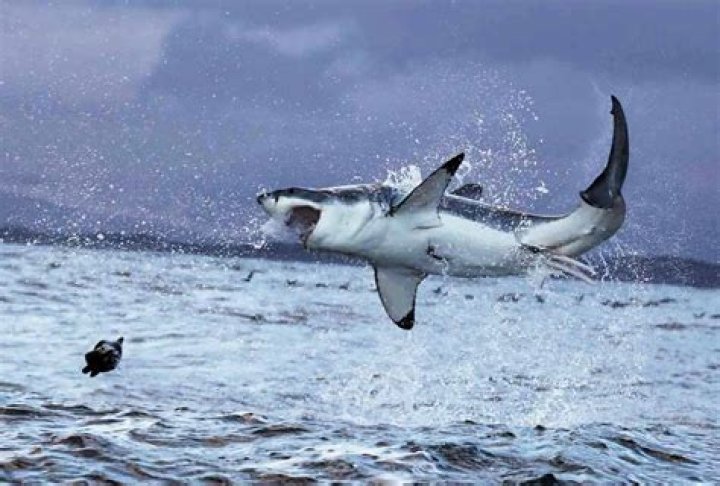 how high can mako sharks jump