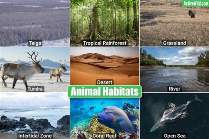 how is a habitat different from an ecosystem