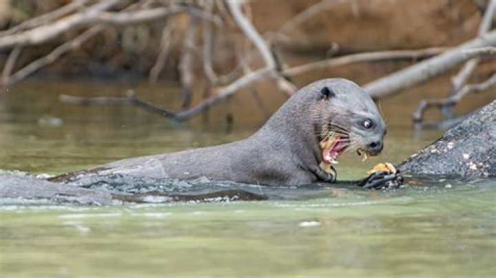 how is an otter a predator