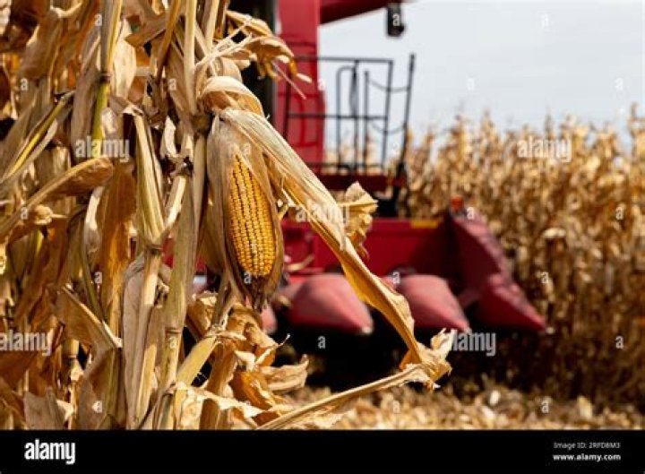 how is corn harvested for human consumption