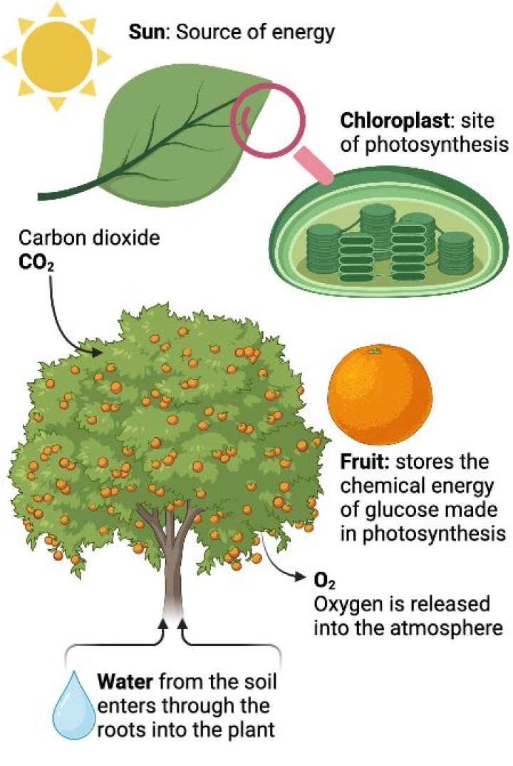 How Is Glucose Made In Photosynthesis?