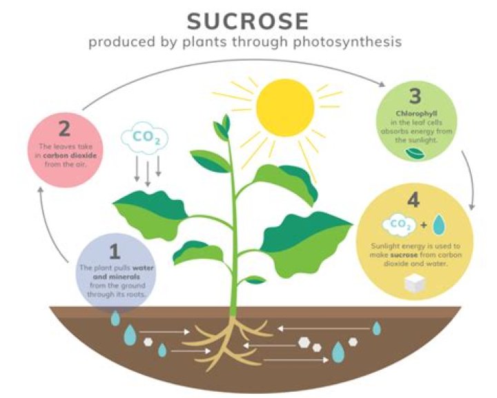 how is glucose used by plants