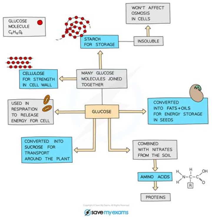 how is glucose used to make other molecules needed by an organism?