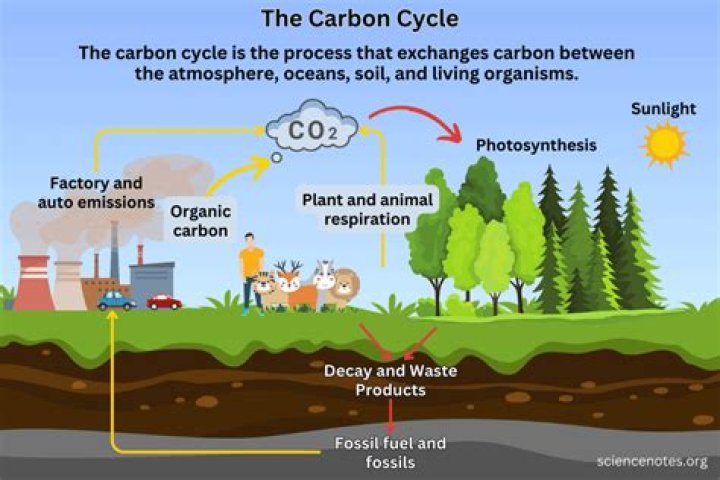 how is solar energy related to the carbon cycle