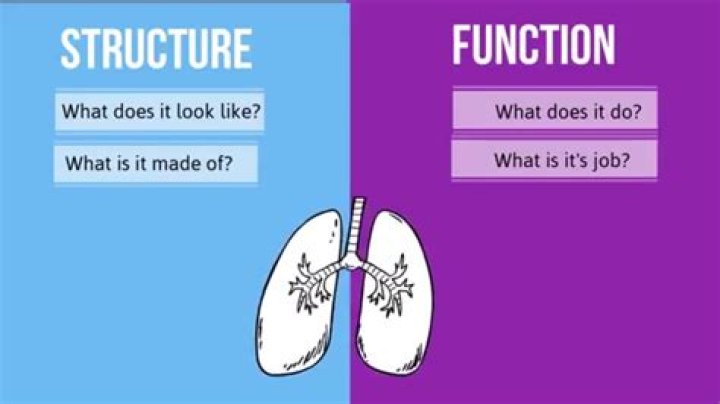 how is structure related to function