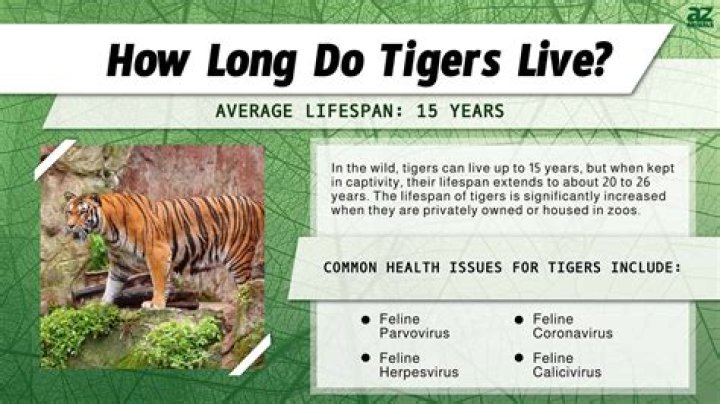 how long are tigers teeth