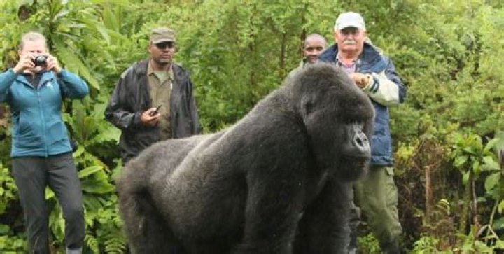 how long can a gorilla live