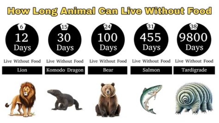 how long can a lion go without food