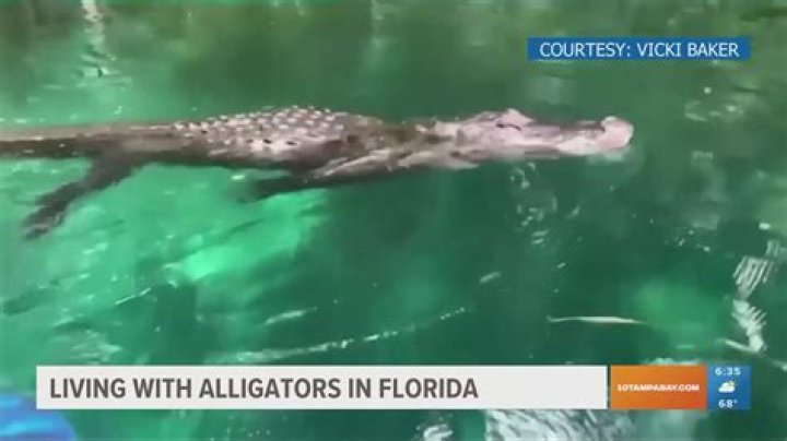 how long can alligators stay out of water