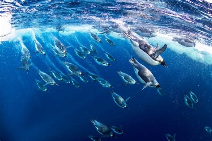 how long can penguins stay underwater
