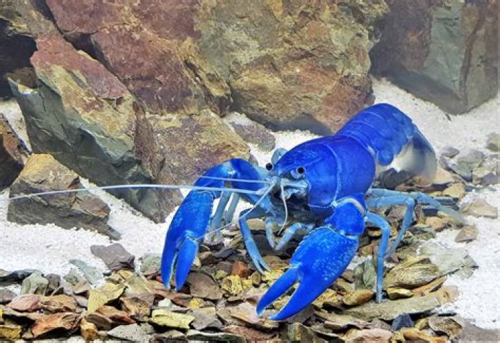 how long do blue lobsters live