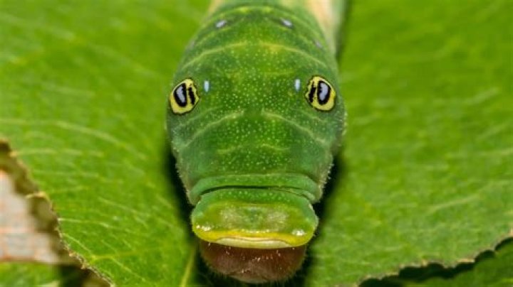 how long do caterpillars live