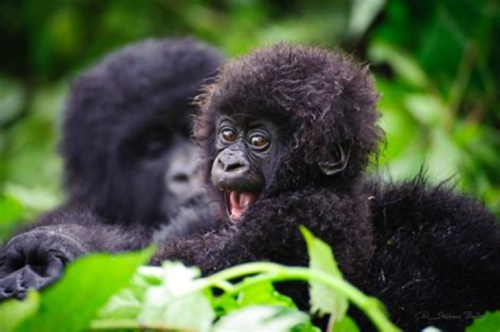 how long do gorillas live