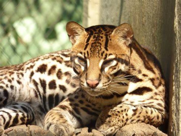 how long do ocelots live