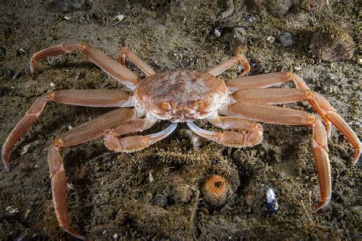 how long do red crabs live