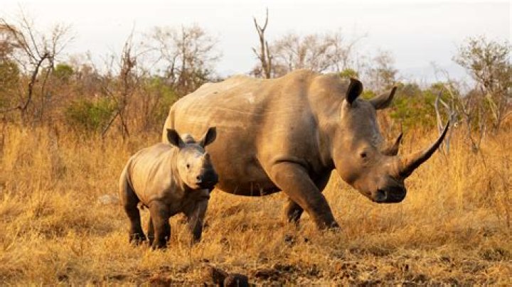 how long do rhinoceroses live