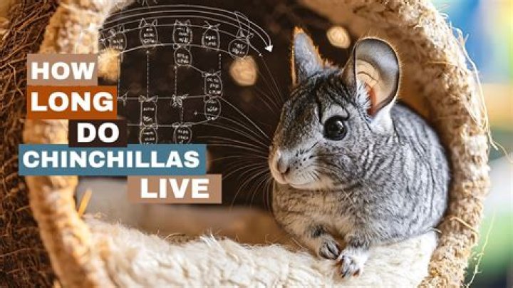 how long do short-tailed chinchillas live