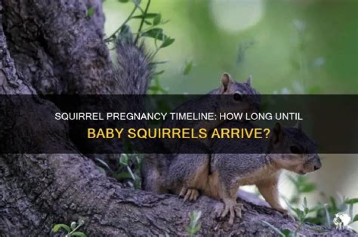 how long do squirrels stay pregnant