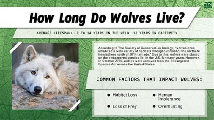 how long do wolves live for