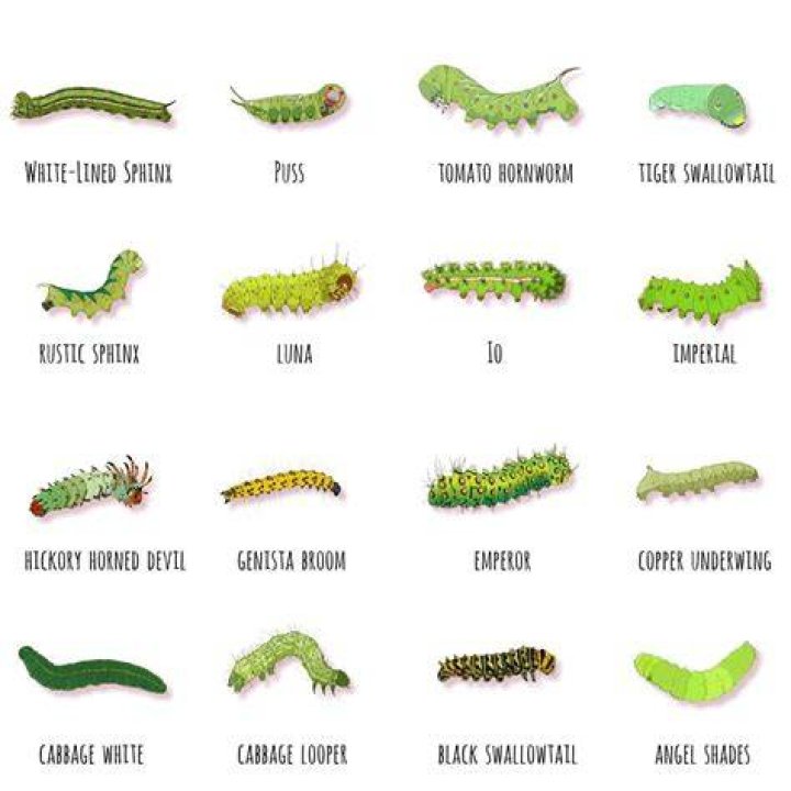 how long does a caterpillar stay in a cocoon