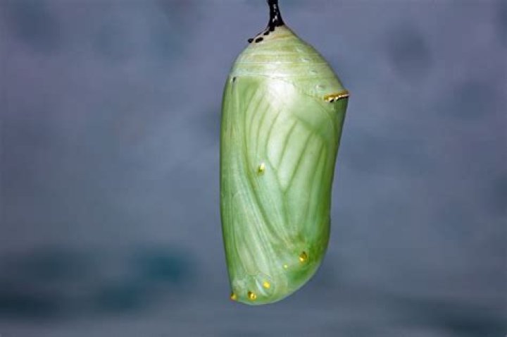 how long does a caterpillar stay in the chrysalis