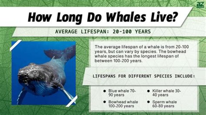 how long does a whale live