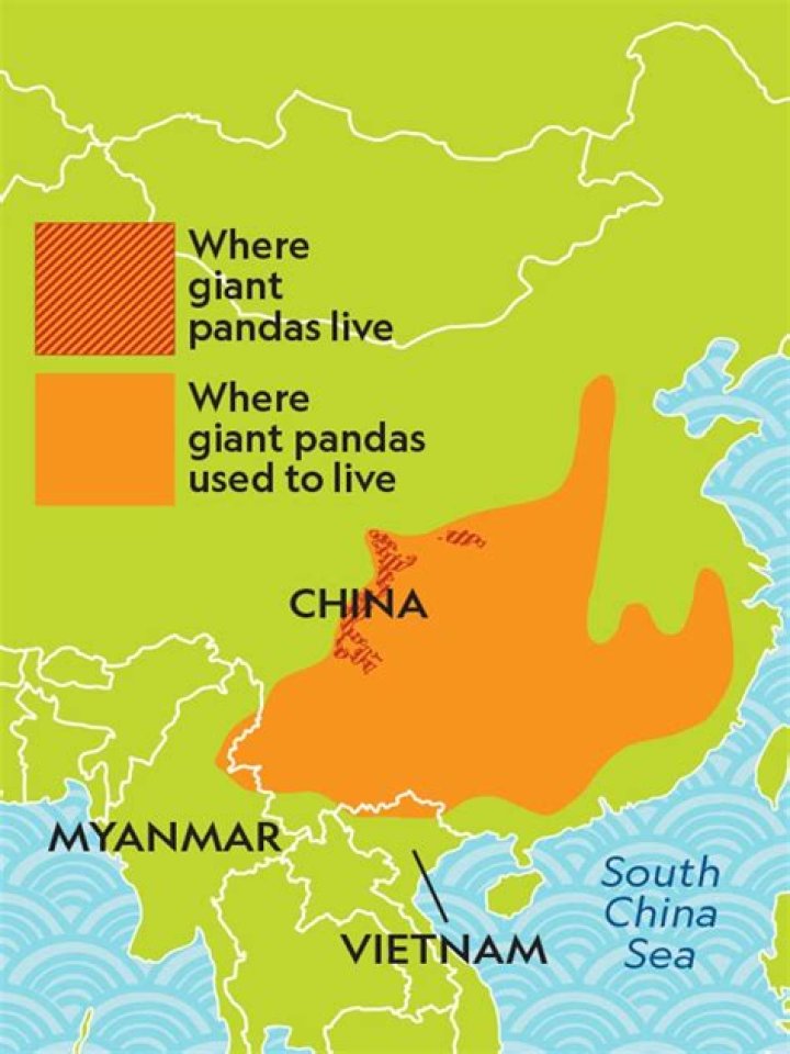how long does pandas live