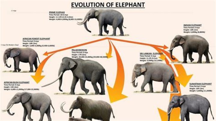 how long have elephants been around