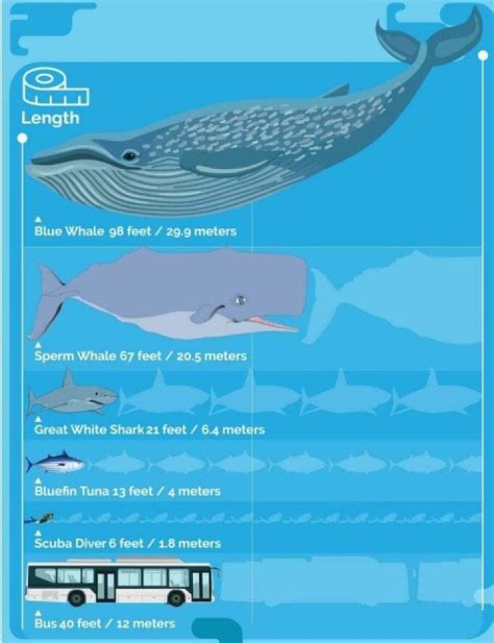 how long is a blue whale's tongue