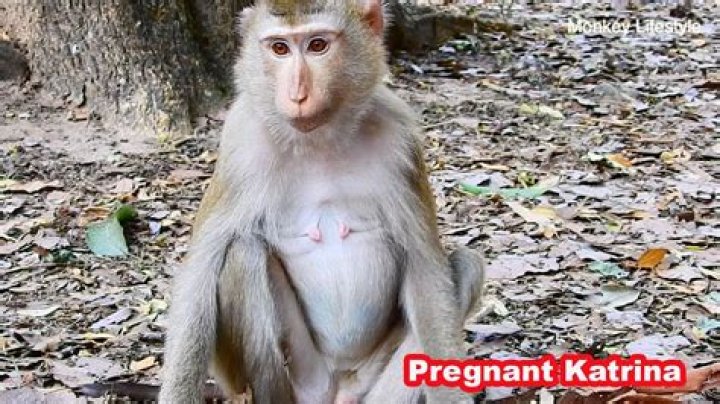 how long is a monkey pregnant