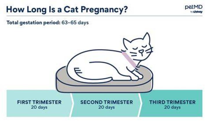 how long is a rat pregnant for