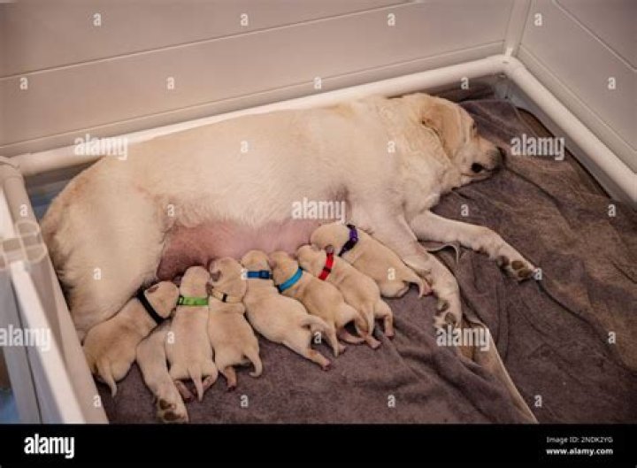 how long puppies stay with mom