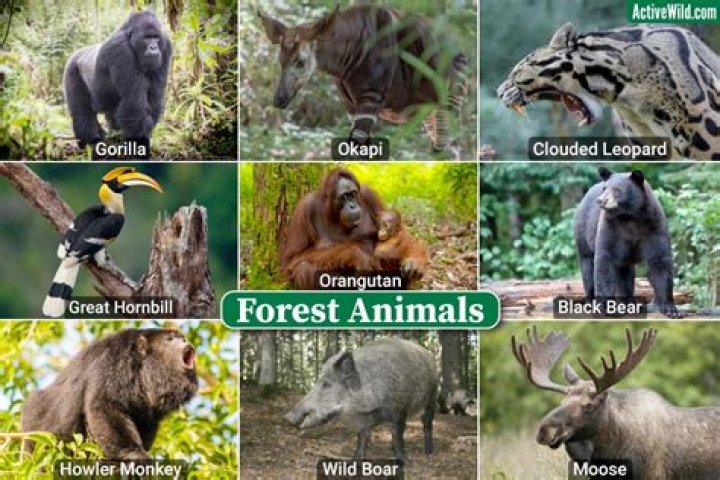 how many animals live in the forest