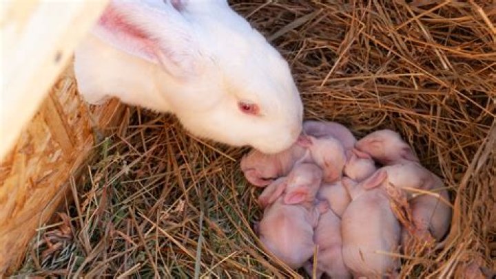 how many babies do rabbits have in a year