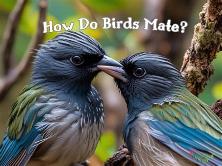 how many birds mate for life